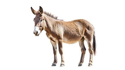 donkey png