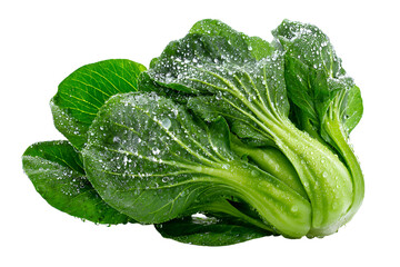 Fresh Bok Choy with Water Droplets Green Vegetable