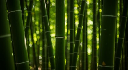 Obraz premium Lush Green Bamboo Forest with Soft Bokeh Lights