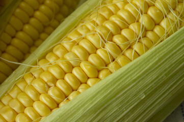corn grains with dew drops macro