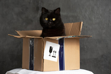 Black cat with yellow eyes sitting inside cardboard box