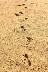 Footprints leading away on golden sand beach