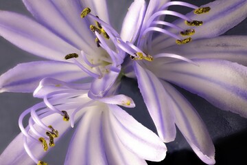 Close-up of purple Agapanthus flowers showing pollen on anthers