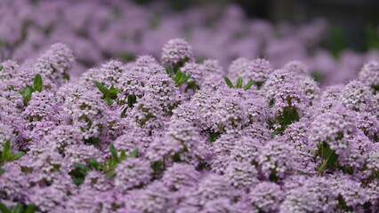 Obraz premium たくさんの花