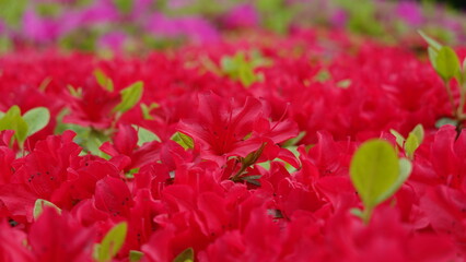たくさんのツツジの花