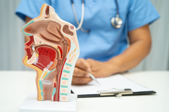 Asian doctor with nasal oral throat cavity neck human anatomy model for study diagnosis and treatment in hospital.