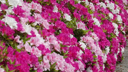 たくさんのツツジの花