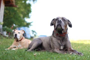 Obraz premium Two pit bulls resting together in the garden