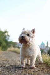 An old West Highland White Terrier is on a path in the park.
