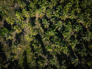 Aerial view various tree leaf tropical rainforest nature landscape