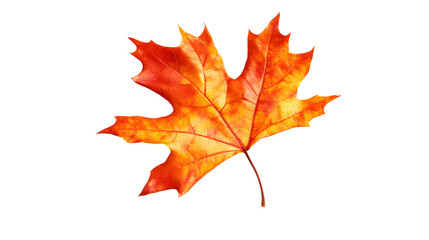 Obraz premium fall leaves png