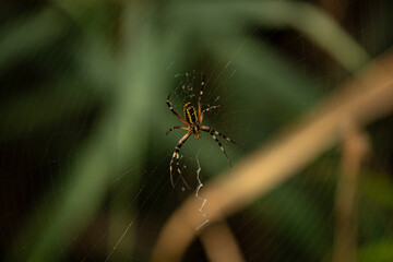 Close up macro shot of a European garden spider (cross spider, Araneus diadematus) sitting in a spider web