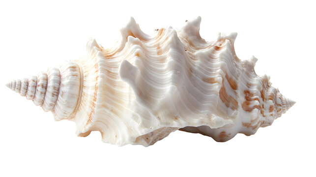 sea shells png
