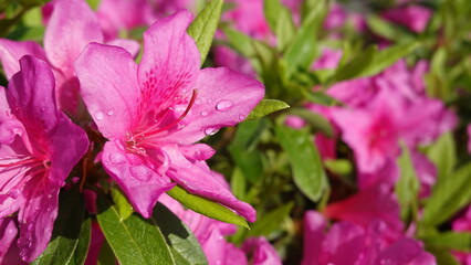 たくさんのツツジの花