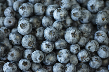 blueberry harvest close up