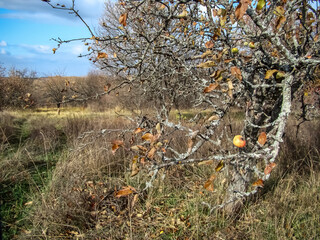 Autumn landscape with an old apple tree in an abandoned garden.