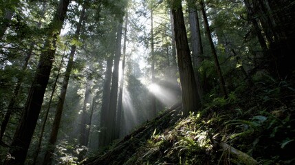 Obraz premium Majestic redwood forest with sunlight streaming through tall trees, creating serene atmosphere. interplay of light and shadow enhances natural beauty of landscape, inviting tranquility