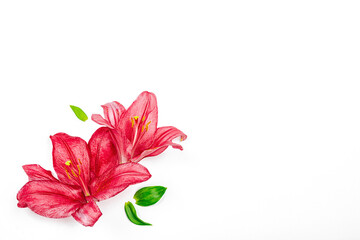 Fototapeta premium Pink lily flowers and green leaves isolated on white background. Minimal floral composition