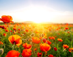 Vibrant poppy field at sunset