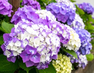 Vibrant purple and white hydrangea blossoms
