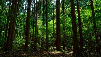 Fototapeta premium Lush Green Forest Landscape Sunlight Dappled Through Tall Trees