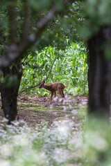 Adorable little roe deer fawn
