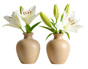 white tulips in a vase