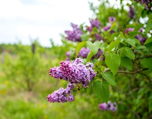 Vibrant purple lilac blossoms in spring