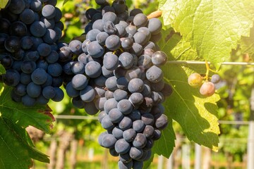 Reife Spätburgunder Weintrauben im Weinberg