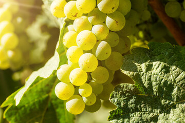 Reife Chardonnay Weintrauben im Weinberg