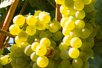 Reife Chardonnay Weintrauben im Weinberg