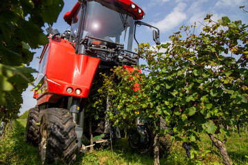Weinlese von Sankt Laurent Rotweintrauben