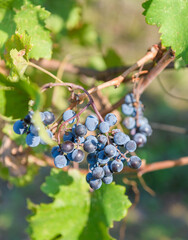 A close-up of ripe blue grapes hanging on a vine, surrounded by sunlit green leaves. The natural texture and colors highlight the freshness and bounty of the vineyard.
