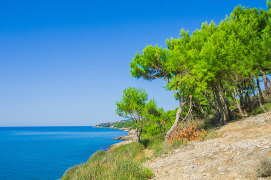 Coastal slope in Ulcinj, Montenegro, with lush pine trees leaning toward the Adriatic Sea. Clear turquoise waters meet a bright blue sky, creating a serene Mediterranean landscape.