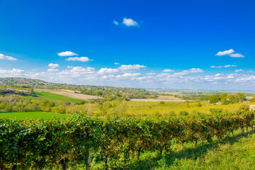  Lush vineyard rows in Sremski Karlovci, Serbia, under a bright blue sky with scattered clouds, offering a panoramic view of the scenic countryside.