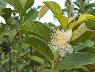Obraz premium White guava flower (Psidium guajava L) blooming on the tree in garden 