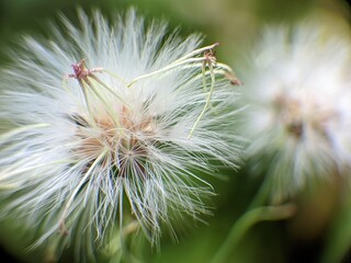 dandelion seeds in the wind
