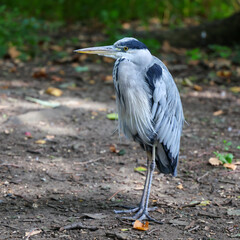 Grey Heron Standing on Forest Floor