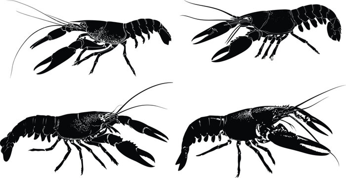 Black Crawfish Silhouette, Seafood Illustration VECTOR