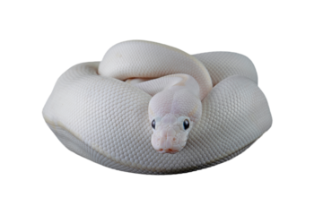 Leucistoc ball python isolated on black background, White ball python on isolated background, Blue-eyed leucistic python white background, Close-up of white ball python on blackk surface