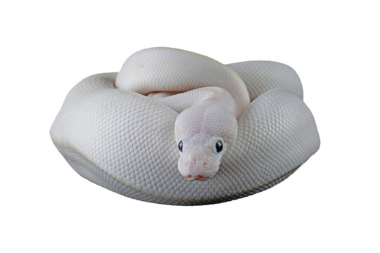 Leucistoc ball python isolated on black background, White ball python on isolated background, Blue-eyed leucistic python white background, Close-up of white ball python on blackk surface