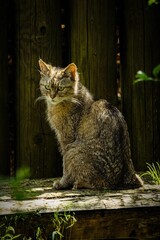 Cute Domestic Cat Relaxing Outdoors