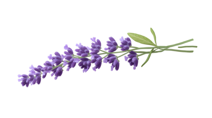 lavender png