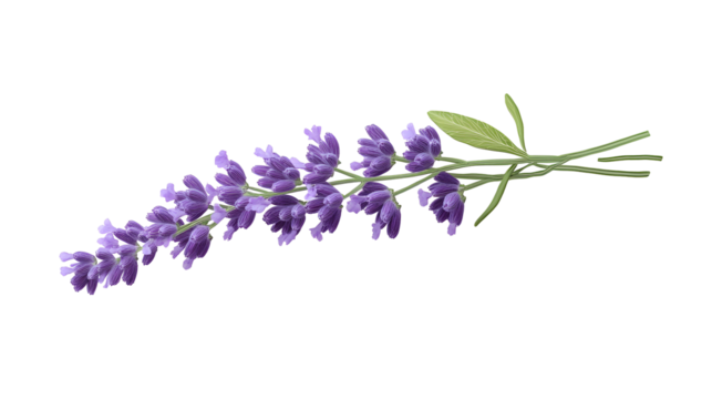 lavender png