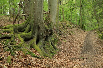 Mountain forest roadside exposed tree roots stabilizing erosion prone slope