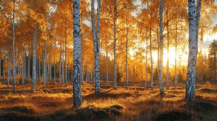 Obraz premium Golden Birch Forest at Sunset: A Serene Autumn Landscape
