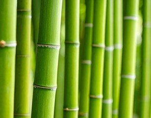 Fototapeta premium Lush green bamboo grove stalks forming a serene background, a natural pattern representing growth and tranquility.