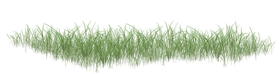 grass isolated on white background