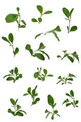 set of green leaves/Green leaves foliage with natural herb plants, freshness and botanical PNG design.