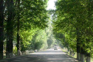 Tree-lined Road with Green Canopy - Beautiful Summer Landscape Scenery